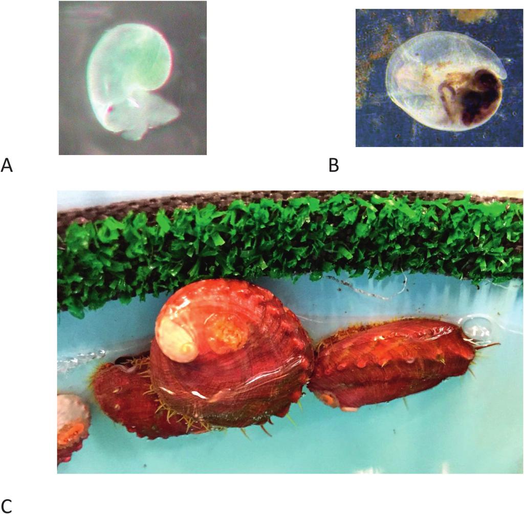 WHITE ABALONE RESTORATION 615 Figure 3. Photographs showing cultured white abalone (A) larvae (B) newly settled juvenile and (C) 1-y-old juveniles.