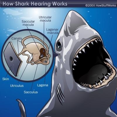 Little sensory smells in the nose detect chemicals in the water when water passes through the sharks nasal cavities, allowing sharks to determine what the chemical is and whether or not it may be