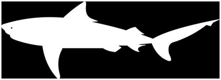 Lateral Line Sharks posses another exceptional sense to help them find prey, it s called the lateral line. How does this lateral line system work?