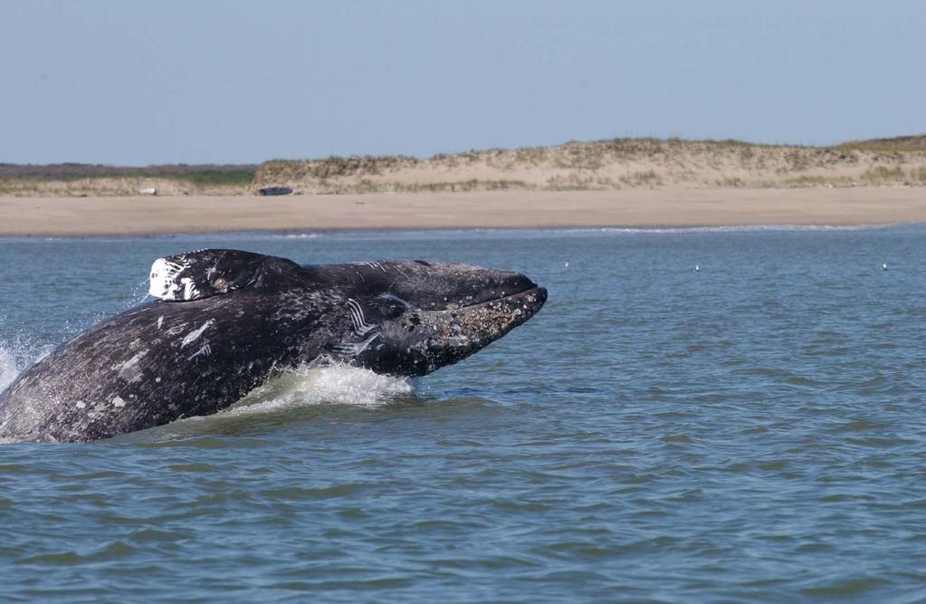 Entanglement Risk to Western Gray Whales in Russian Far East Fisheries Prepared by Vladimir N. Burkanov, Lloyd F. Lowry, David W. Weller and Randall R.