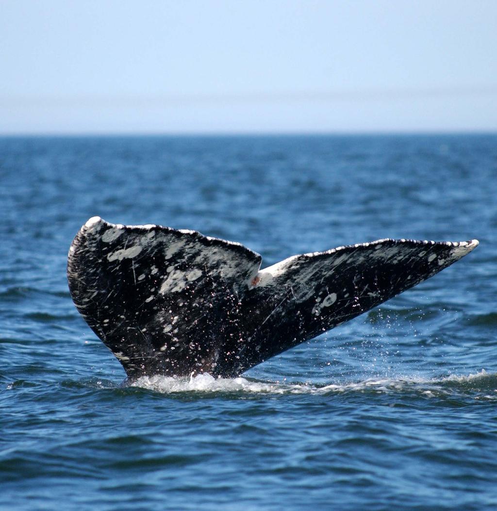 PUBLIC Entanglement Risk to Western Gray Whales in Russian Far
