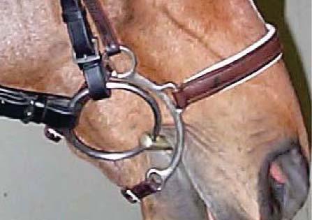 For Federation Third and Fourth Level tests same as (2) above, or a simple double bridle (bridoon [snaffle] and bit [curb] and curb chain, lip strap and rubber or leather cover for curb chain