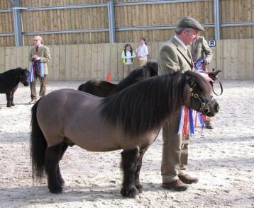 Ponies Shetland Small but mighty the Shetland pony can carry a full