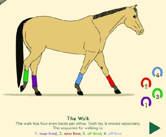 Gaits Horses have 4 natural gaits: Walk, trot or jog, canter or lope and gallop.
