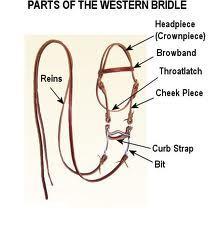 Bridle The bridle goes over the horses head and
