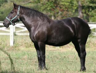A Horse of a Different Color Black