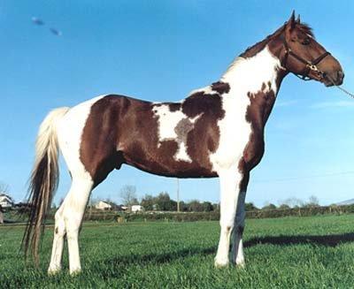 Skewbald A horse with big brown and