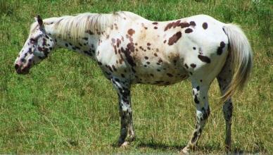 Spotted A white horse with small brown