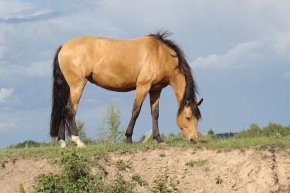 Buckskin A yellow colored horse with a