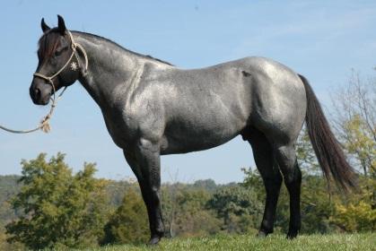 Blue Roan A black colored with white