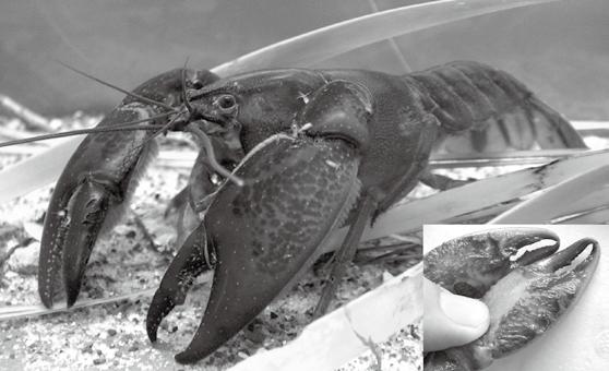 2 r. B. MccorMack & J. coughran Fig. 1. the setose Yabby, Cherax setosus (Riek, 1951). Photograph of large male specimen (39.65 mm OCL, 37 gram, ACP 2646).