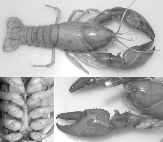 the setose YaBBY, Cherax setosus 5 Fig. 3. Photographs of preserved large male specimen, ACP2646: whole animal (upper), sternal keel (left lower) and chela (right lower). collected by