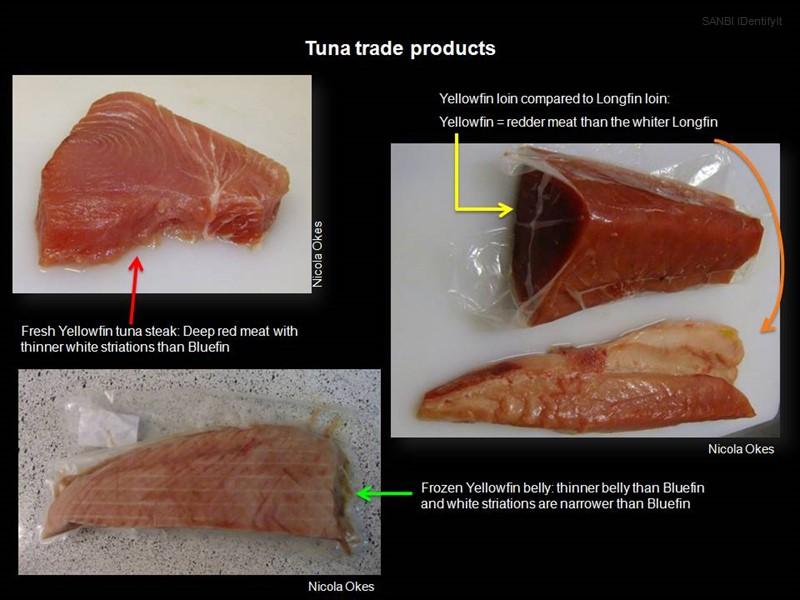 Tuna Trade Products