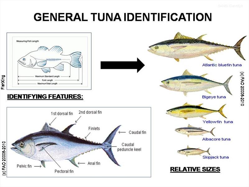 General Tuna Identification Photo: Food and Agricultural Organisation Photographer: P Food and