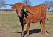 COMMENTS: Nice young heifer bred by the Col. Bill Le Ann. Sired by KC Contender out of the one and only Hunts Demand Respect.