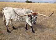 She measures over 72-3/4 TTT and she is either bred to JP Rio Grande or Fox Chex for a spring 2014 calf.
