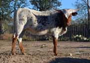 to 1/28/14. COMMENTS: This pretty Bonanza heifer looks just like her momma, a Gunman granddaughter and one of our favorite cows, with lots of total horn. OCV d. Lot 36 j.r. bonanza k.c. just respect j.