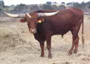 r. sequential suddenly red rebel red 01/9 allofasudden Lot 54 DOB: 5/7/11 PH: 38/11 REG: BI85168 BREEDING: N/A COMMENTS: Handsome red son of our All Jamakizm herd