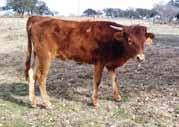 BREEDING: Not exposed. COMMENTS: One year-old heifer out of a 70 + Super Bowl daughter by Iron Mike.