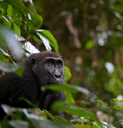 Lowland Gorillas DAY BY DAY ITINERARY gorilla and chimpanzee safari info@deeperafrica.com www.deeperafrica.com Gorilla and Chimpanzee Safari At first, all you see is the deep green leaves towering over your head.