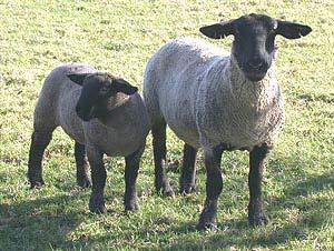 SHEEP & LAMB ENTRY Lambs must be slick sheared. Scrapie tags are required for sheep and goats.
