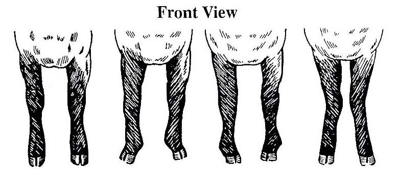 The ideal market lamb or goat will have a forty-five degree angle set to his pastern on all fours, with his hooves straight and forward facing.
