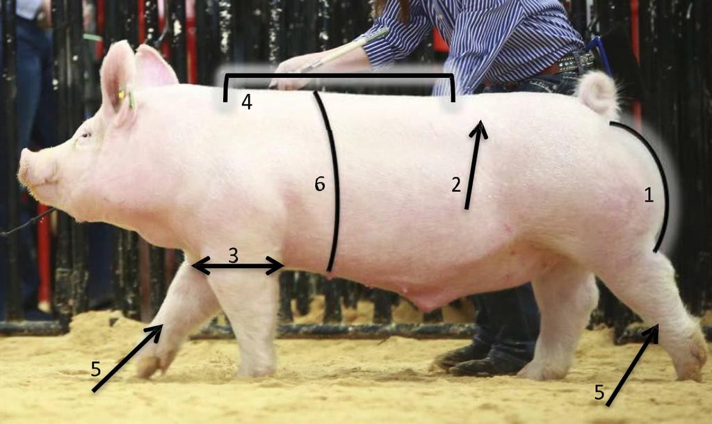 LIVESTOCK JUDGING Market Hogs: Muscle Evaluation Evaluating swine is usually a little different than other species as the four barrows or gilts are loose in a pen, identifiable by the number on each