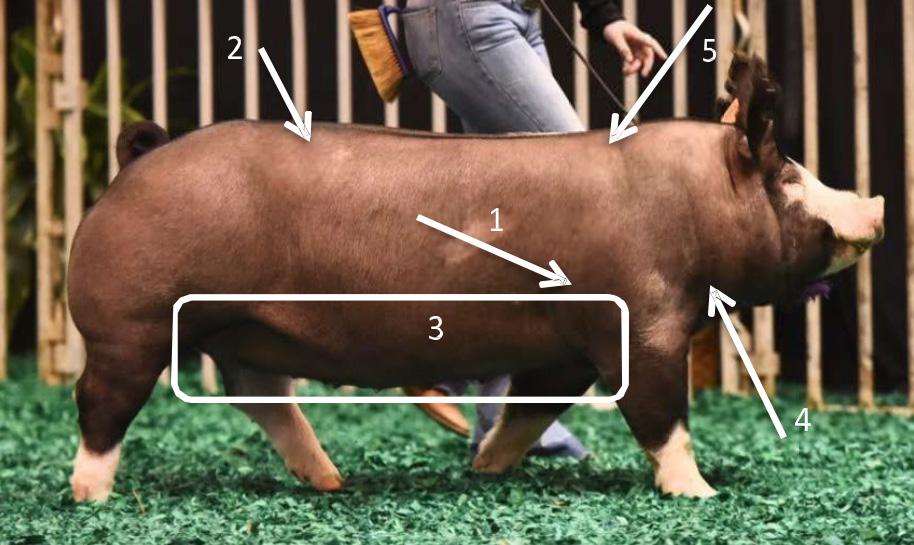 LIVESTOCK JUDGING Evaluation of Finish Pigs, like any other species of livestock, fatten from front to back and top to bottom.