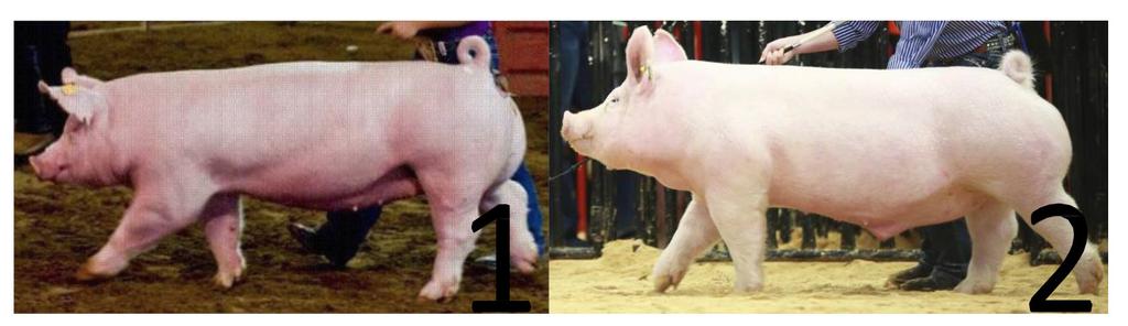 ANSWER Swine: Which hog is