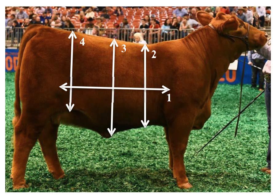 LIVESTOCK JUDGING extremely important in a production female as well. In order for the heifer to carry a good size calf to full term, she must be broody and productive through her center body.