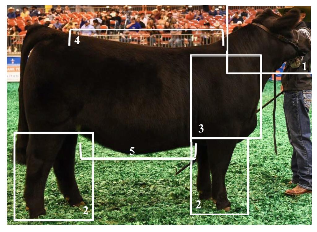 LIVESTOCK JUDGING Balance and Eye Appeal When evaluating breeding heifers, it is imperative to consider balance and eye appeal.