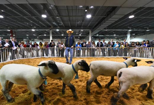 4-H LIVESTOCK JUDGINGLessons Overview and Purpose of the Texas 4-H Livestock Judging Contest OBJECTIVES: The 4-H member will: Understand the basic concept of a livestock judging contest.