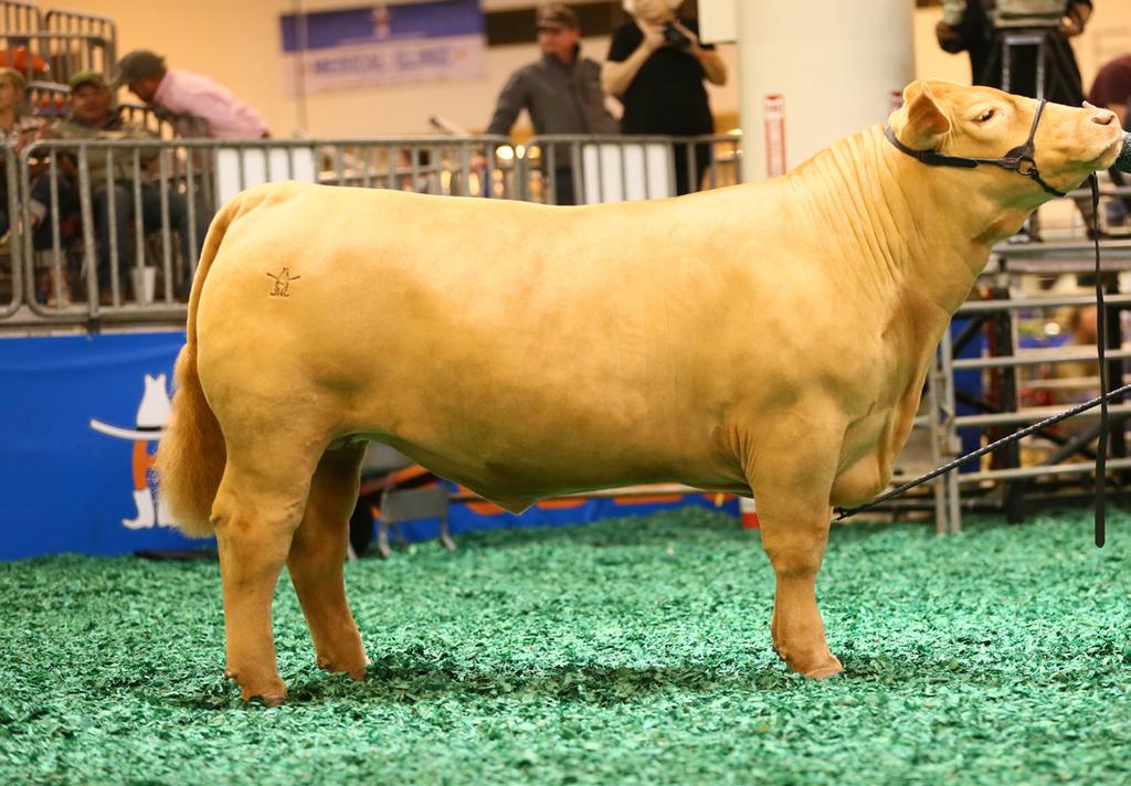 LIVESTOCK JUDGING to back. Beef cattle that stand square and wide on all four corners tend to allow for more shape and dimension of muscle on the top side of their skeleton and from behind.