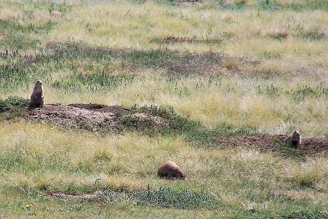 that would normally be shaded out to flourish - bison, pronghorn, elk choose prairie dog colonies for foraging over other areas