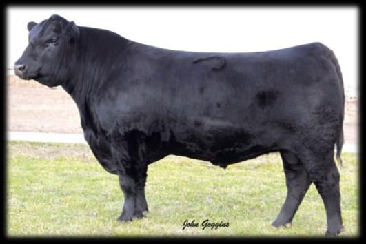our great donor cows Ellingson Identity 9104 Larsen Hill 103 CFL Miss Hill 887 Excellent calving ease bull with easy fleshing and loads of muscle 70 Ranking top 10 and 15 855 70 892 +6 +2.