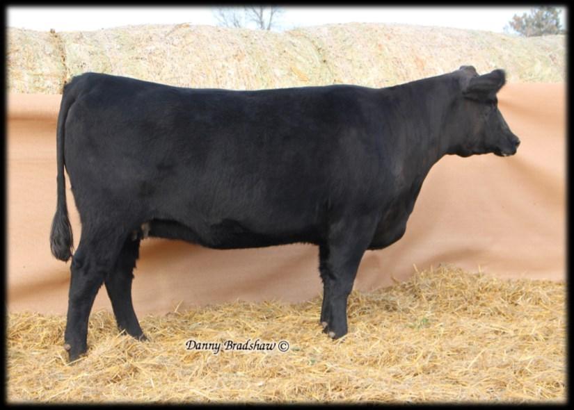 Bred Cows 68 444 First Lady Ruby 68 15424932 Birth Date: 02/01/2006 Due safe to SAV Mountain Sky 1510 or Larsen Gold Rush on 3-14-17 Bon View New Design 1407 WK New Design 2381 WK First Lady 0486 KG