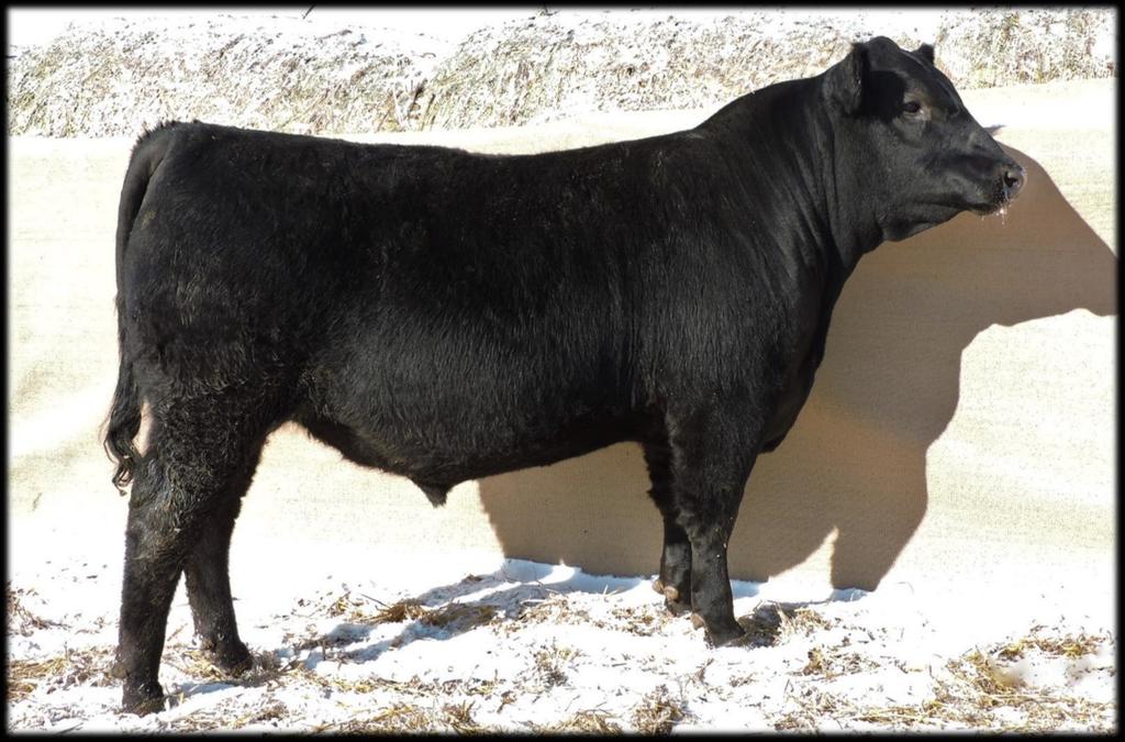 Bull Information We believe that you are the best judge of our cattle. We have therefore decided to sell them by sire groups and by catalog order.
