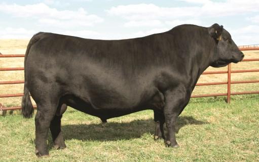 His dam will make pathfinder this year with a WR of 3 @111 and will be added to our Donor cow program. He weighed in at 966lbs as are top day bull on Sept 10th with a WR of 117.