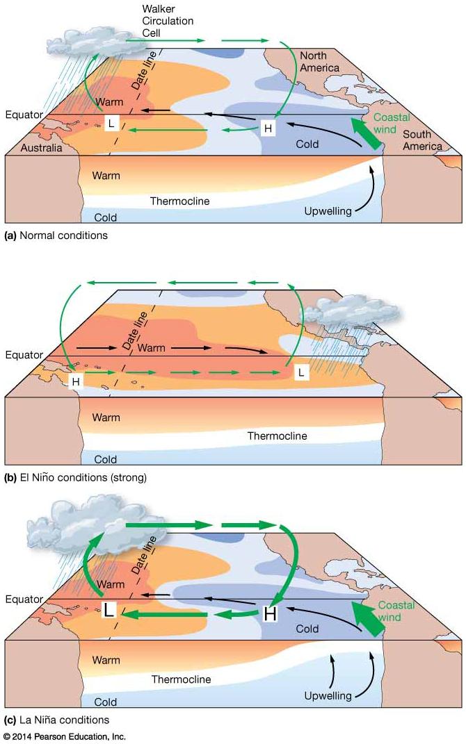 convection cell called the Walker Circulation Cell, which include strong southeast trade winds (Figure 10.13a