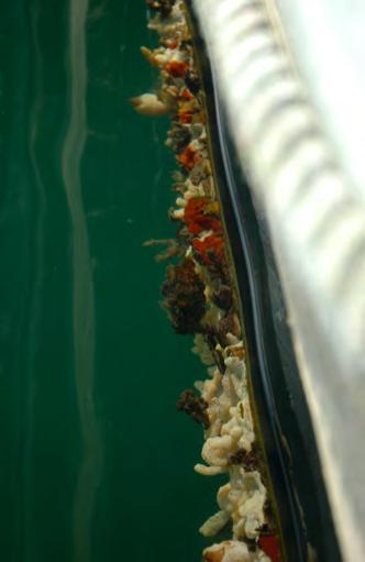Figure 3. Invasive tunicates on the side of a float at QH-1.