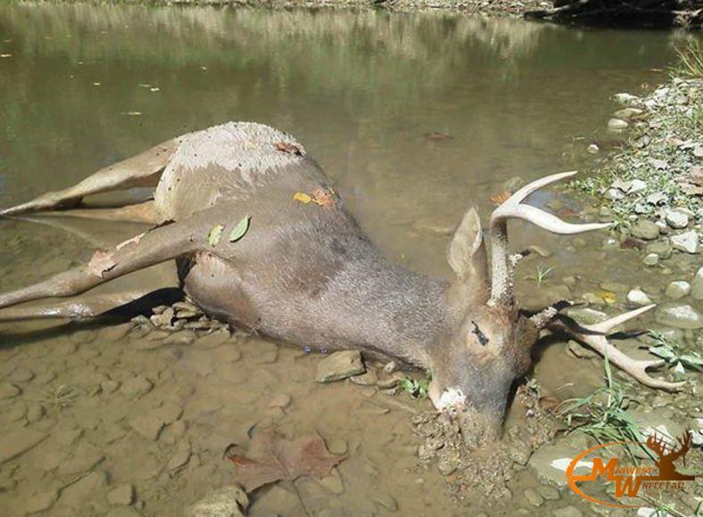 Deer Diseases Epizootic Hemorrhagic Disease EHD What is EHD? EHD is an acute, infectious, often fatal, viral disease contracted by some wild ruminants.