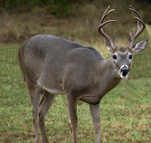 What is CWD?