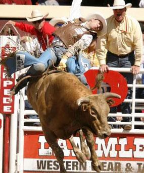 the Bull Riding event during wild card day, the cowboy's last chance to get into the