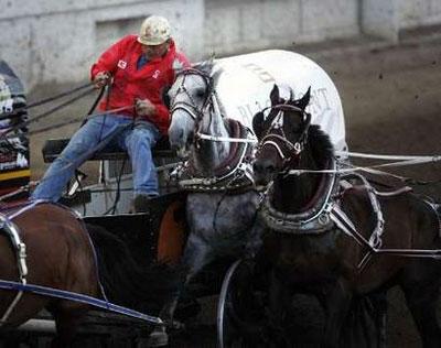 Photo credit: Todd Korol, Reuters Canada Jerry Bremner gets hit by a team of horses from another chuck wagon during a Chuck wagon