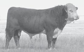 Previous outstanding sons went to onham Ranch and Y Cross, she has brought another thick one with a nice red spot below his eye again this year.