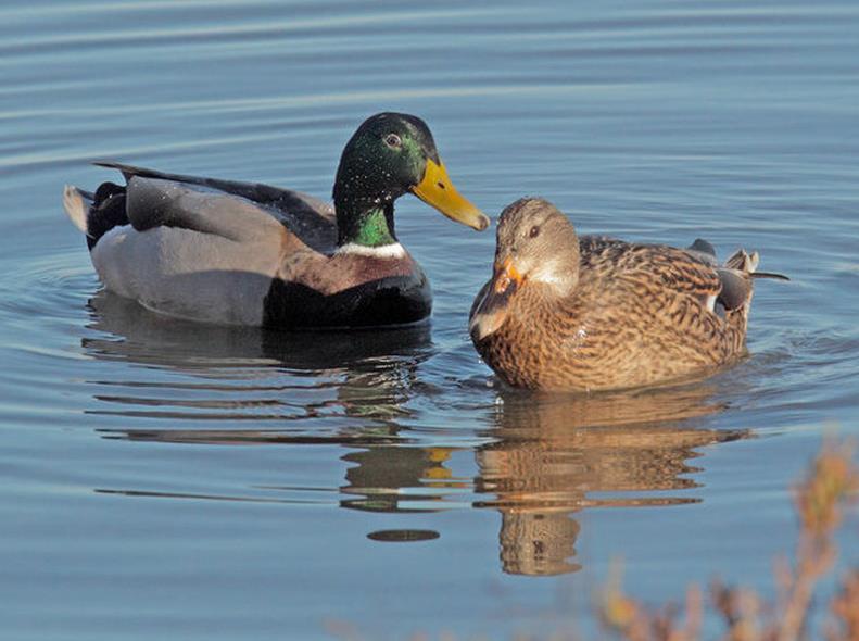 e. What does it mean? Why do we care? Mallard abundances are decreasing at a faster rate in the Delta and Suisun Marsh than they are statewide.