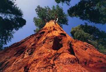 Remarkable nature What is special about General Sherman and the bristle cone pine? If the blue whale is the biggest animal ever to have lived, the giant redwood is probably the biggest plant.