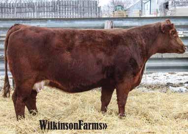 EMBRYO LOTS LOT 71 Embryos by HSF Miss Sky 87U- Dam of ABS WS Prime Beef, & Accelerated Genetics WS Zenith. Embryos are stored at Trans Ova, Sioux Center, Iowa.