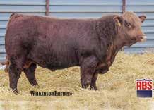 REFERENCE SIRES Beef King is easily the best and most consistent bull we ve ever used. From calving, tremendous growth, carcass, and good uddered cows, he does it all.