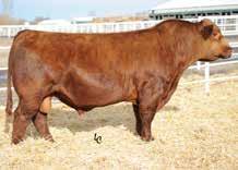 GW-WBF SUBSTANCE 820Y We used Substance as an outcross Black Sire, because we could use him on almost any cow. His EPD profile reads like a dream, and his calves have not disappointed.